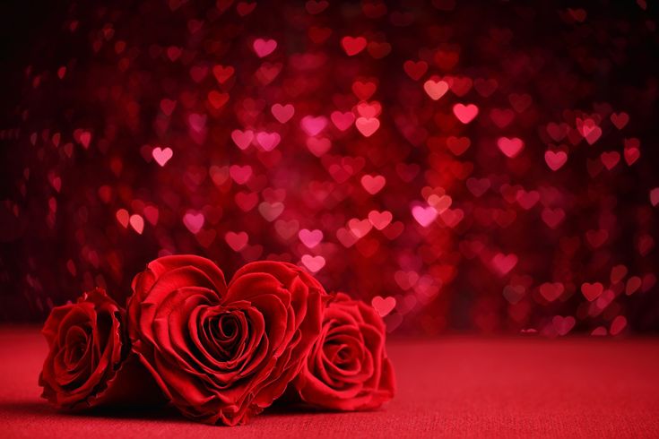 Saint Valentin - MILA Maison Des Roses