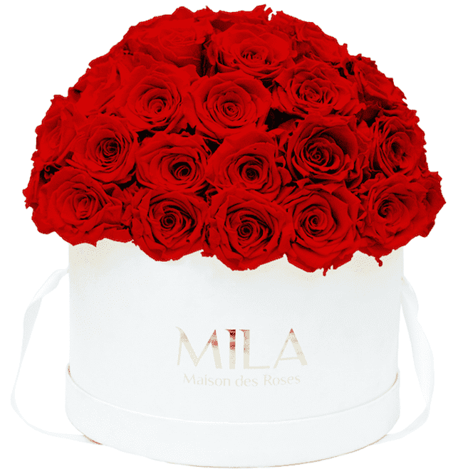 Mila Classique large dome - Mila Rose