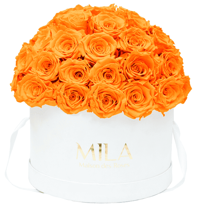 Mila Classique large dome - Mila Rose