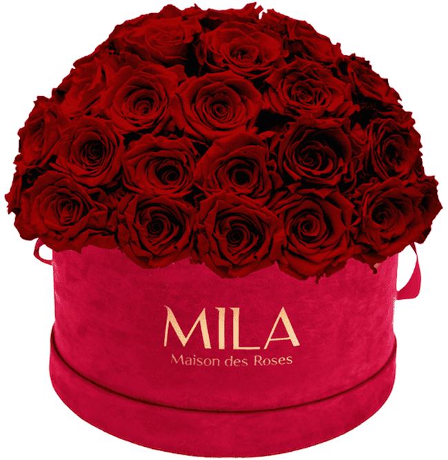 Mila Velour Large burgundy dome - MILA Maison Des Roses