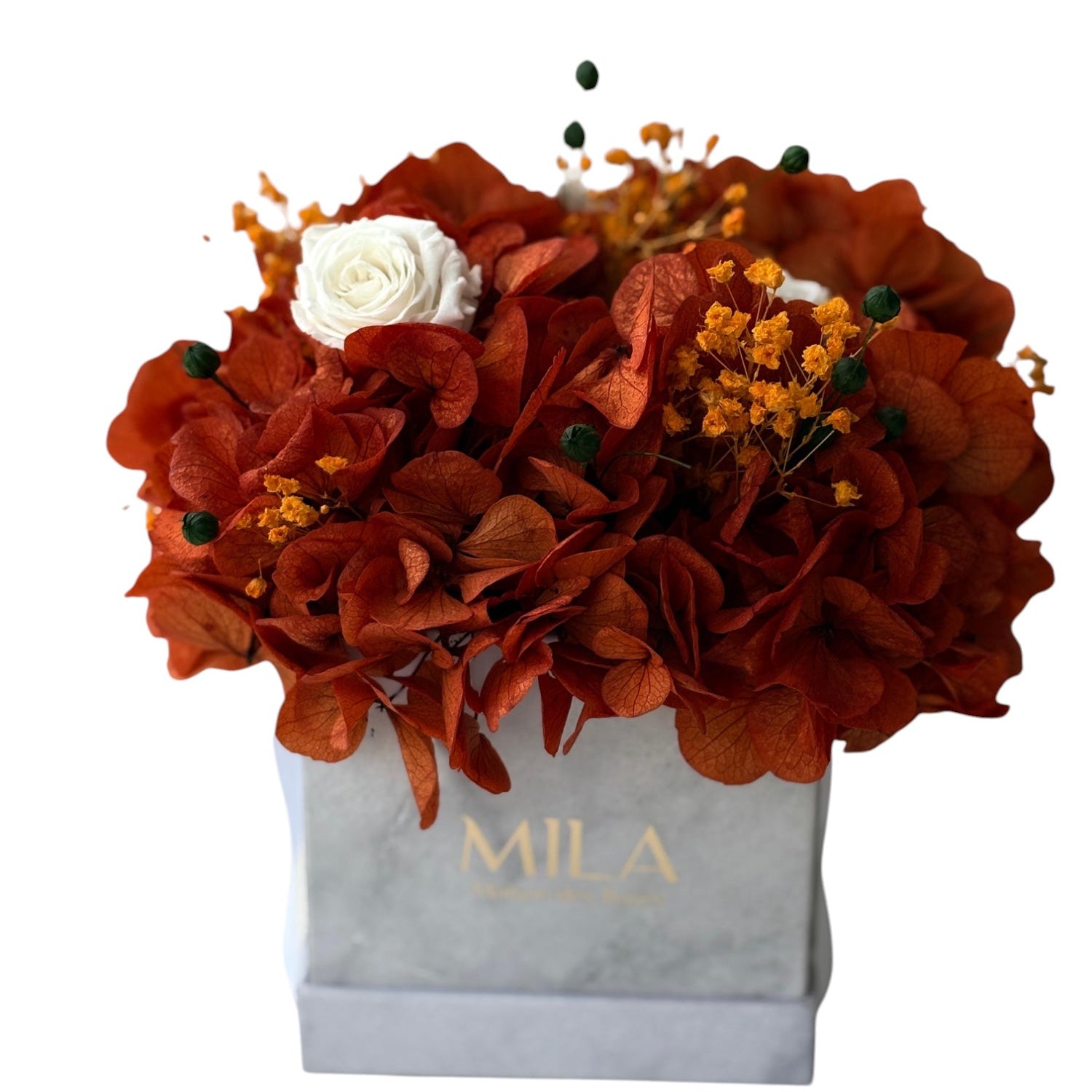 Mini Hortensia - My Store