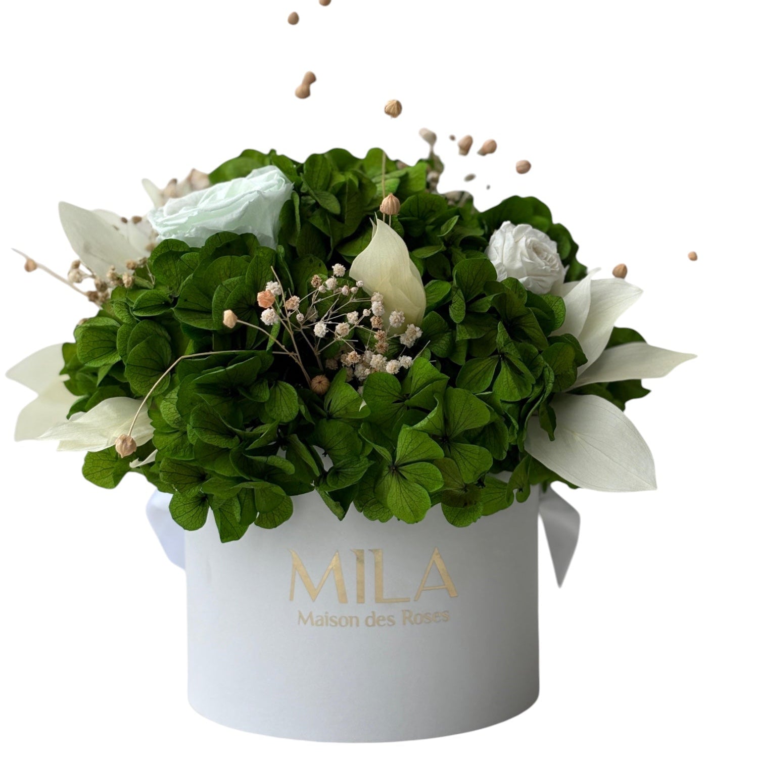 Small Hortensia - My Store